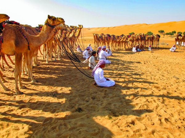 Camels Parade